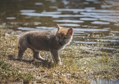 comprar cachorro lobo España