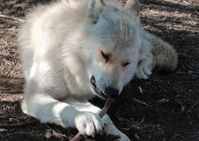 semental lobo blanco