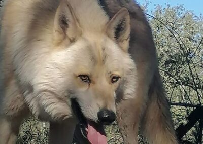 comprar cachorro lobo