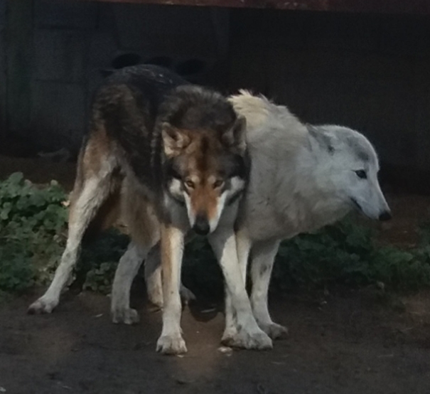 Lobo americano y loba siberiana en España